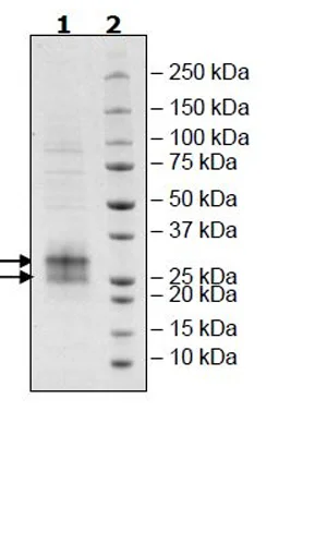 SDS-PAGE - Recombinant Human FNDC5 protein (Biotin) (Avi tag C-Terminus + His tag C-Terminus) (AB271523)