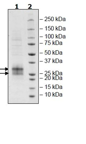 SDS-PAGE - Recombinant Human FNDC5 protein (Tagged) (Biotin) (AB271523)