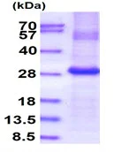 SDS-PAGE - Recombinant Human Folate Binding Protein/FBP (denatured) (His tag N-Terminus) (AB202257)
