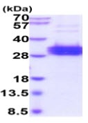 SDS-PAGE - Recombinant Human Folate Binding Protein/FBP (His tag) (AB223021)