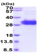 SDS-PAGE - Recombinant Human Folate Binding Protein/FBP (His tag C-Terminus) (AB223021)