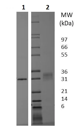 SDS-PAGE - Recombinant human Follistatin protein (Active) (AB256229)