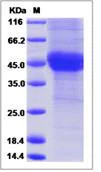 SDS-PAGE - Recombinant Human Follistatin protein (His tag) (AB276301)