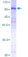 SDS-PAGE - Recombinant Human FOXN3 protein (GST tag N-Terminus) (AB158108)
