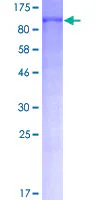 SDS-PAGE - Recombinant Human FOXO3A protein (GST tag N-Terminus) (AB114191)