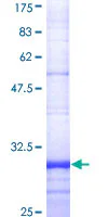 SDS-PAGE - Recombinant Human FPRL1/RFP protein (GST tag N-Terminus) (AB114357)