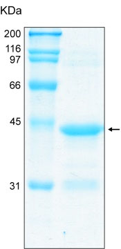 Recombinant Human Fragilis protein