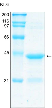 SDS-PAGE - Recombinant Human Fragilis protein (AB92921)