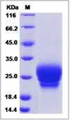 SDS-PAGE - Recombinant Human Frizzled 6 protein (His tag) (AB276698)