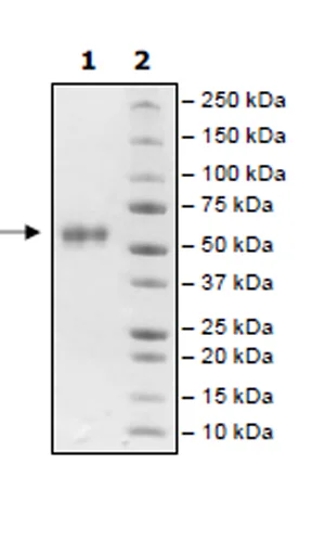 SDS-PAGE - Recombinant Human Frizzled 7 protein (Fc tag C-Terminus) (AB271524)