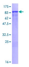 SDS-PAGE - Recombinant Human FRS2 protein (GST tag N-Terminus) (AB132038)