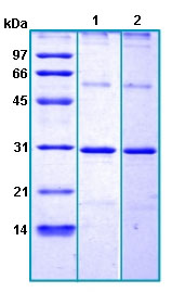 SDS-PAGE - Recombinant Human FSP27 protein (AB188449), expandable thumbnail