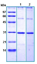 SDS-PAGE - Recombinant Human FSP27 protein (AB188449)