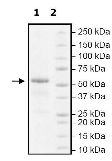 SDS-PAGE - Recombinant human FTO protein (Active) (AB271525), expandable thumbnail