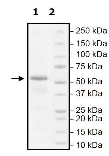 SDS-PAGE - Recombinant human FTO protein (Active) (His tag N-Terminus) (AB271525)