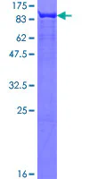 SDS-PAGE - Recombinant Human FUBP1/FBP protein (GST tag N-Terminus) (AB152933)