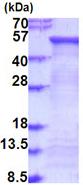SDS-PAGE - Recombinant Human FUCA2 protein (denatured) (His tag N-Terminus) (AB187614)