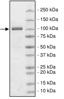 SDS-PAGE - Recombinant human FUK protein (AB198052)