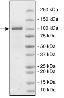 SDS-PAGE - Recombinant human FUK protein (DDDDK tag N-Terminus) (AB198052)