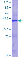 SDS-PAGE - Recombinant Human FUNDC1 protein (GST tag N-Terminus) (AB165435)