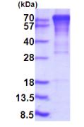 SDS-PAGE - Recombinant Human Furin protein (denatured) (AB203526)