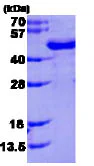 SDS-PAGE - Recombinant Human FUS2 protein (His tag N-Terminus) (AB86853)