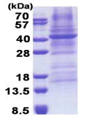 SDS-PAGE - Recombinant Human FUT3 protein (denatured) (AB171721)