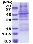 SDS-PAGE - Recombinant Human FUT3 protein (denatured) (His tag N-Terminus) (AB171721)