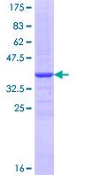 SDS-PAGE - Recombinant Human FUT4 protein (GST tag N-Terminus) (AB114288)