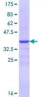 SDS-PAGE - Recombinant Human FUT4 protein (GST tag N-Terminus) (AB114288)