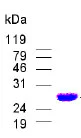 SDS-PAGE - Recombinant Human FUT5 protein (AB80076)