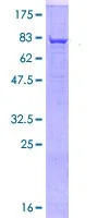 SDS-PAGE - Recombinant Human FUT8 protein (GST tag N-Terminus) (AB114702)