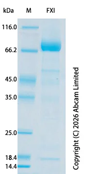SDS-PAGE - Recombinant Human FXI Protein Standard (AB327829)