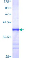 SDS-PAGE - Recombinant Human FXR1 protein (GST tag N-Terminus) (AB152840)