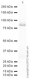 Western blot - Recombinant human Fyn protein (ab84696), expandable thumbnail
