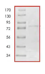 SDS-PAGE - Recombinant Human Fyn protein (AB85650)