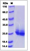 SDS-PAGE - Recombinant Human FZD10 protein (His tag) (AB276706)