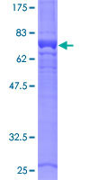 SDS-PAGE - Recombinant Human G-6-Pase protein (AB114563)