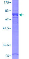 SDS-PAGE - Recombinant Human G-6-Pase protein (GST tag N-Terminus) (AB114563)