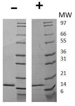 SDS-PAGE - Recombinant human G-CSF protein (Active) (AB269224)