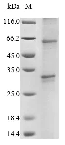 SDS-PAGE - Recombinant Human G protein-coupled receptor 20 variant (AB289747)