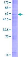 Recombinant Human G-protein coupled receptor 30