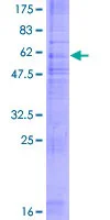 SDS-PAGE - Recombinant Human G-protein coupled receptor 30 (GST tag N-Terminus) (AB152434)