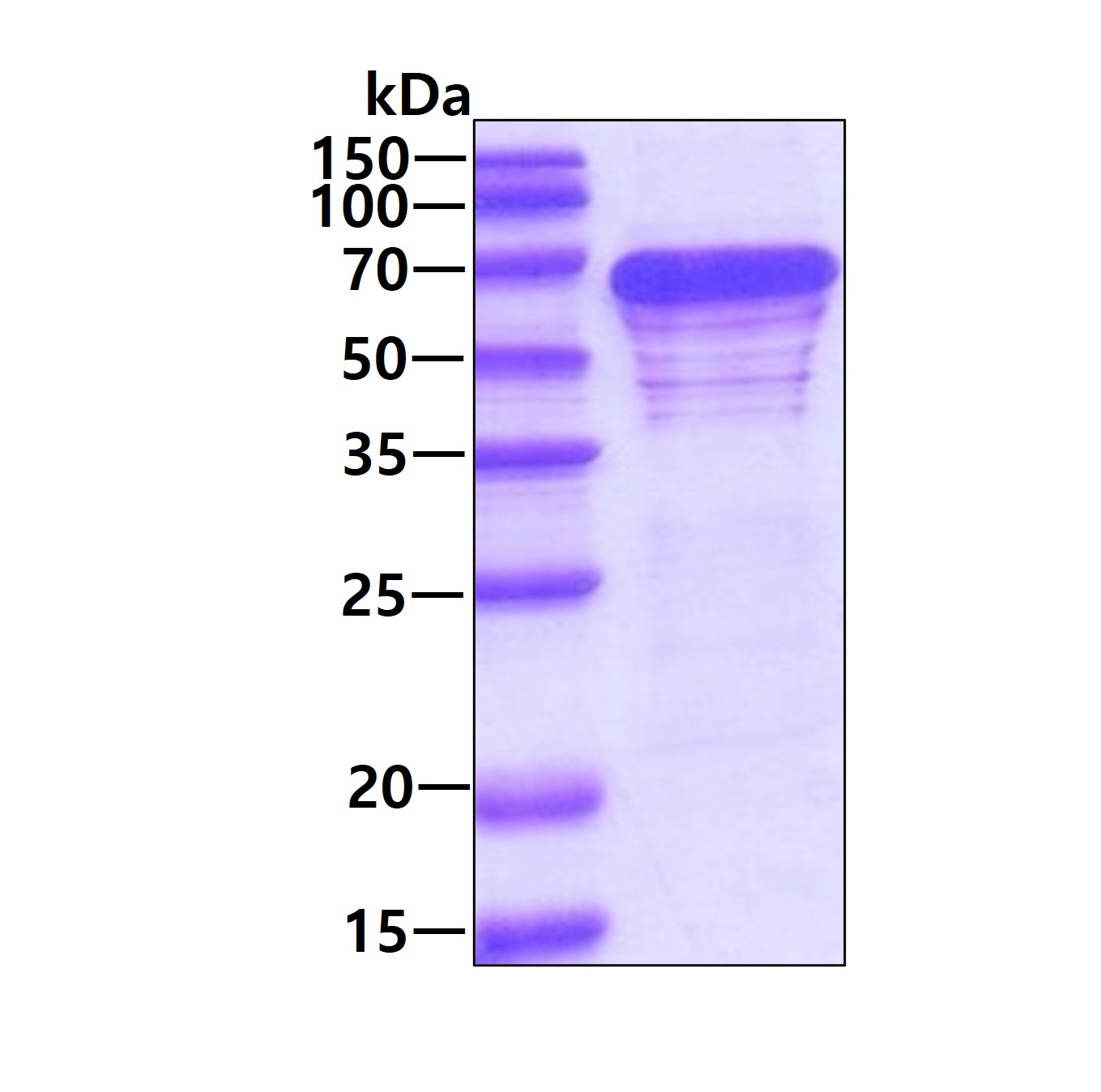 SDS-PAGE - Recombinant Human G3BP protein (His tag C-Terminus) (AB103304)