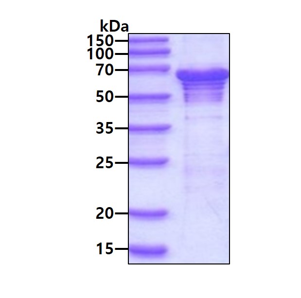 SDS-PAGE - Recombinant Human G3BP2 protein (His tag N-Terminus) (AB123193)