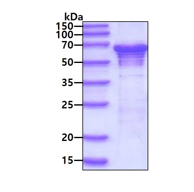 SDS-PAGE - Recombinant Human G3BP2 protein (His tag N-Terminus) (AB123193)
