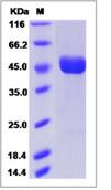 SDS-PAGE - Recombinant Human G6b protein (Fc Chimera) (AB276378), expandable thumbnail