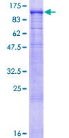 SDS-PAGE - Recombinant Human GAA protein (GST tag N-Terminus) (AB114893)