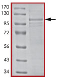 SDS-PAGE - Recombinant Human GAB1 protein (AB89815)