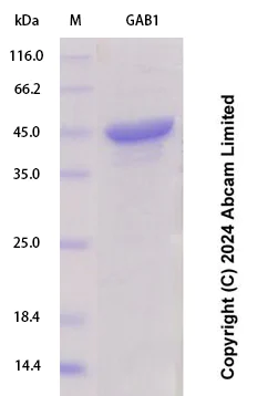 SDS-PAGE - Recombinant Human GAB1 Protein Standard (His tag) (AB323148)